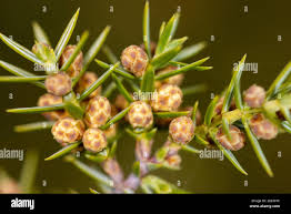 Attēlu rezultāti vaicājumam “Juniperus communis female flower”