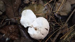 Attēlu rezultāti vaicājumam “Lycoperdon pyriforme sessile”