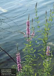 Image result for Lythrum salicaria