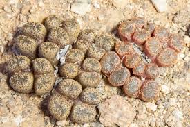 Attēlu rezultāti vaicājumam “Dichodontium pellucidum sporophyte”