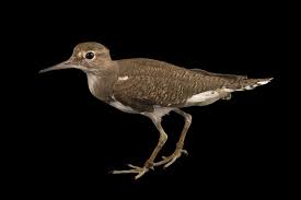 Attēlu rezultāti vaicājumam “Actitis hypoleucos”