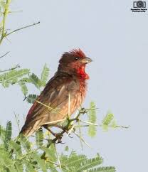 Attēlu rezultāti vaicājumam “Carpodacus erythrinus”