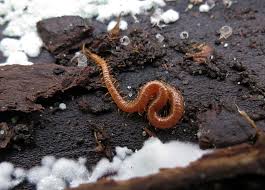 Attēlu rezultāti vaicājumam “Ommatoiulus vilnensis”