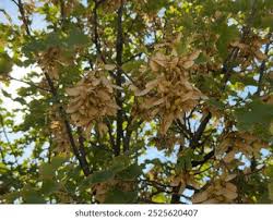 Attēlu rezultāti vaicājumam “Acer pseudoplatanus fruit”