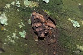 Attēlu rezultāti vaicājumam “Reticularia sp.”