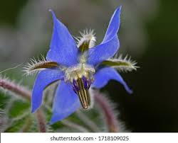 Image result for Borretsch