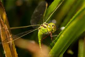 Attēlu rezultāti vaicājumam “Aeshna viridis”