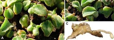 Attēlu rezultāti vaicājumam “Riccia”