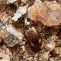 Attēlu rezultāti vaicājumam “Bembidion litorale”