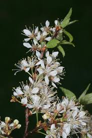 Attēlu rezultāti vaicājumam “Prunus cerasifera var. divaricata flower”