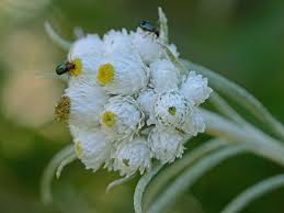 Attēlu rezultāti vaicājumam “Anaphalis margaritacea flower”