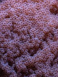 Attēlu rezultāti vaicājumam “Leskea polycarpa macro”