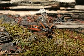 Attēlu rezultāti vaicājumam “Dictenidia bimaculata”