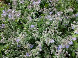 Attēlu rezultāti vaicājumam “xComagaria rosea”