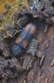 Attēlu rezultāti vaicājumam “Bitoma crenata”