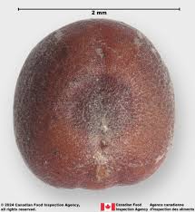 Attēlu rezultāti vaicājumam “Brassica napus fruit”