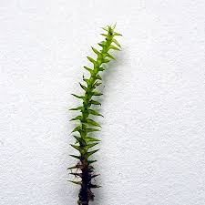 Attēlu rezultāti vaicājumam “Meesia triquetra”