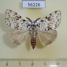 Attēlu rezultāti vaicājumam “Lymantria monacha imago”