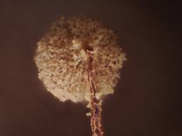 Attēlu rezultāti vaicājumam “Cribraria tenella”