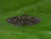 Attēlu rezultāti vaicājumam “Eupithecia pusillata”