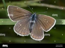 Attēlu rezultāti vaicājumam “Agrodiaetus amandus female”