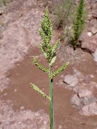 Attēlu rezultāti vaicājumam “Echinochloa crus-galli fruit”