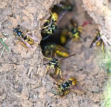 Attēlu rezultāti vaicājumam “Vespula germanica”