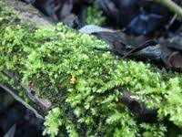 Attēlu rezultāti vaicājumam “Dianemataceae”