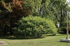 Attēlu rezultāti vaicājumam “Euonymus europaeus”