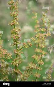Attēlu rezultāti vaicājumam “Rumex obtusifolius flower”