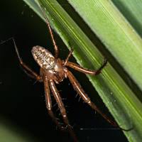 Attēlu rezultāti vaicājumam “Metellina segmentata”