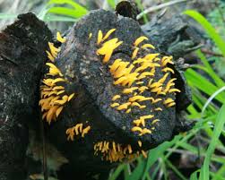 Attēlu rezultāti vaicājumam “Calocera cornea”