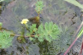 Attēlu rezultāti vaicājumam “Haloragaceae”