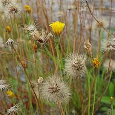 Attēlu rezultāti vaicājumam “Leontodon autumnalis  flower”