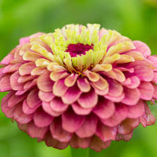 Image result for Zinnia elegans
