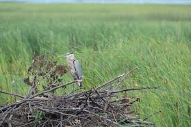 Attēlu rezultāti vaicājumam “Crex crex nest”