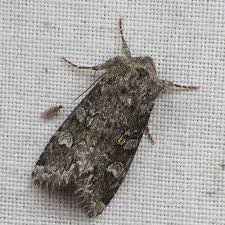 Attēlu rezultāti vaicājumam “Papestra biren”