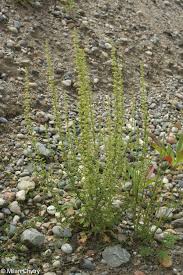 Image result for Chenopodium botrys