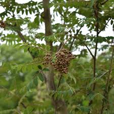 Attēlu rezultāti vaicājumam “Sorbus aucuparia”