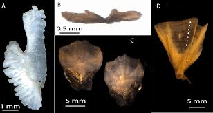 Image result for Eumegistus illustris