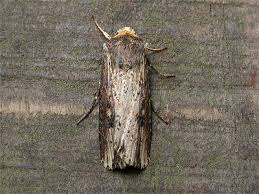 Attēlu rezultāti vaicājumam “Axylia putris”