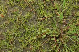 Attēlu rezultāti vaicājumam “Limosella aquatica leaf”