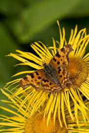 Attēlu rezultāti vaicājumam “Telekia speciosa bud”