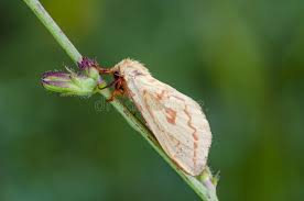 Attēlu rezultāti vaicājumam “Hepialus lupulinus”