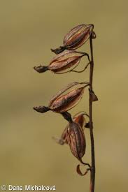 Attēlu rezultāti vaicājumam “Epipactis palustris bud”