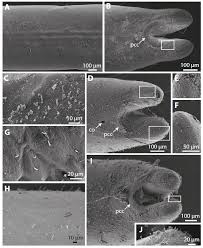 Attēlu rezultāti vaicājumam “Nematomorpha”