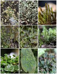 Attēlu rezultāti vaicājumam “Lophocolea minor”