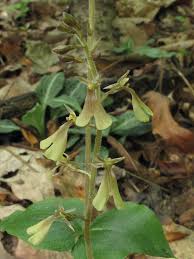 Attēlu rezultāti vaicājumam “Listera cordata fruit”