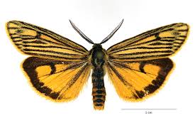 Attēlu rezultāti vaicājumam “Spiris striata”