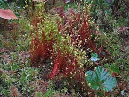 Attēlu rezultāti vaicājumam “Splachnum ampullaceum”